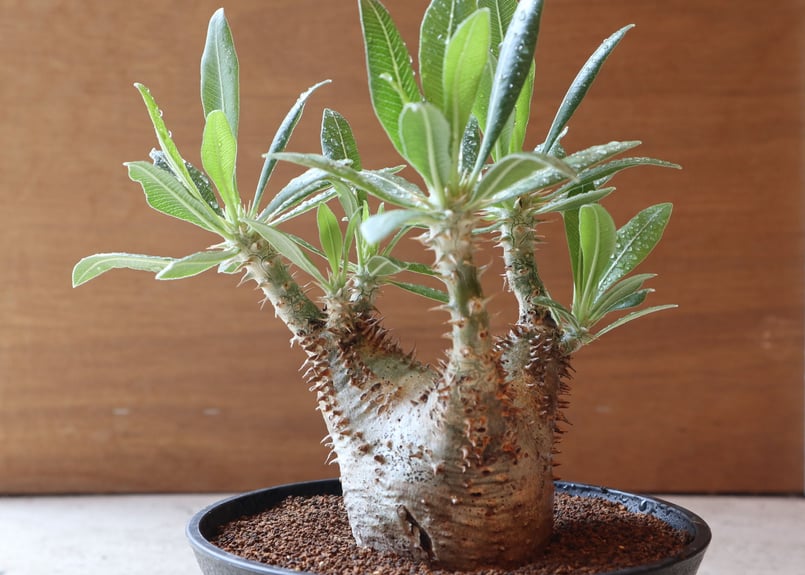パキポディウム ホロンベンセ | mana's green:塊根植物販売|マナ パキポディウム ホロンベンセ | mana's green:塊根植物販売|マナ
