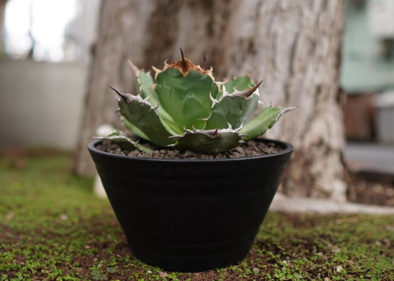 Agave titanota ”FO-76