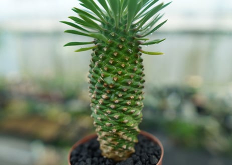 ユーフォルビア　ソテツキリン "パイナップルコーン"　Euphorbia sotetsukirin  No.9