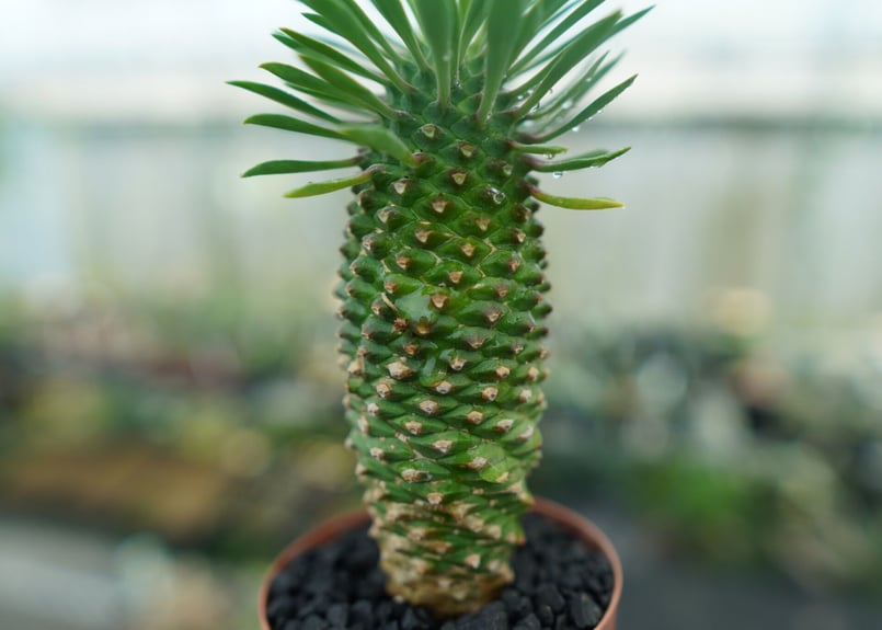 ユーフォルビア ソテツキリン 