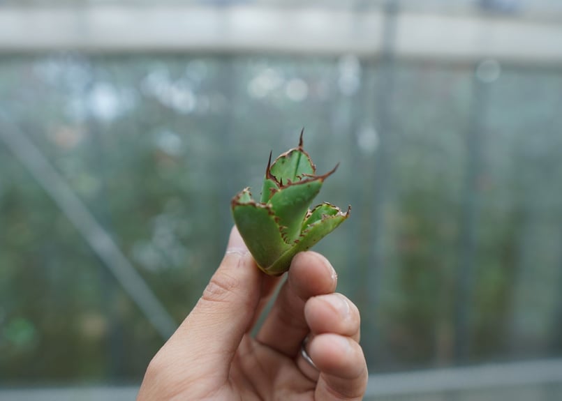 抜き苗】アガベ チタノタ 白鯨 fromイラン Agave titanota White w