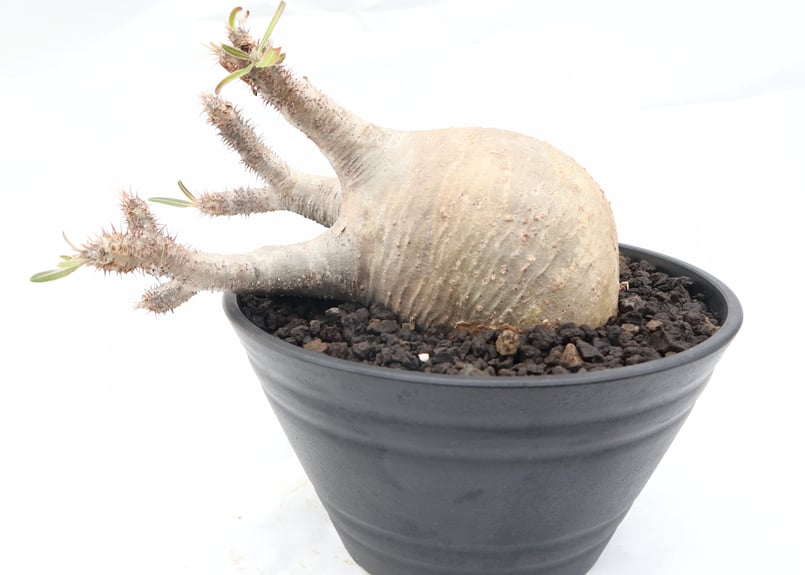 100粒　パキポディウム グラキリス パキポディウム グラキリス-PG269 | Supervoid Caudex