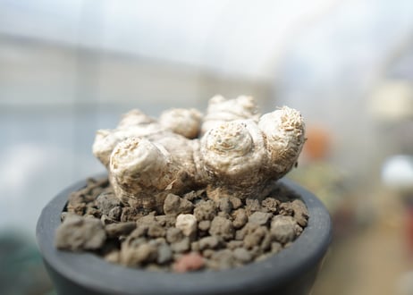 パキポディウム　恵比寿笑い　Pachypodium brevicaule