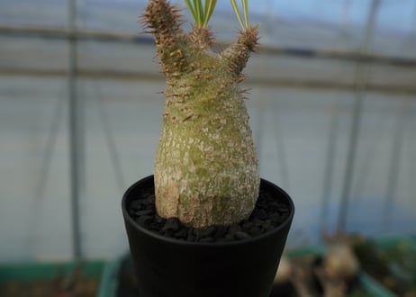 パキポディウム　グラキリス　Pachypodium gracilius　No.5