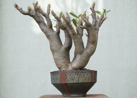 Pachypodium makayense