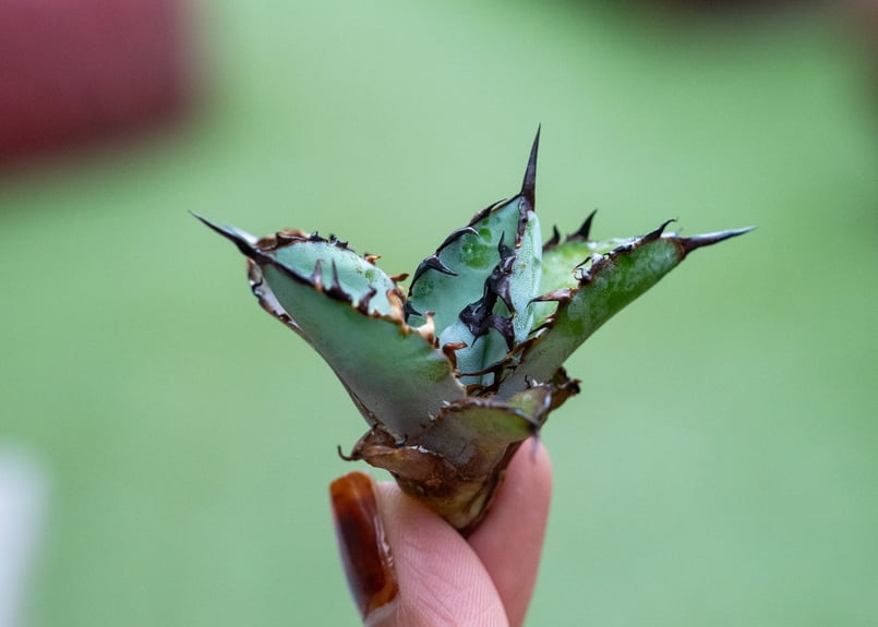 goodtaniku】アガベ 激熱小籠包産巨歯鯊 カキコ 発根済 goodtaniku