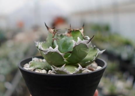 Agave titanota dwarf 姫厳龍 A NO.2