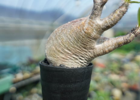 パキポディウム　グラキリス　Pachypodium gracilius　No.1