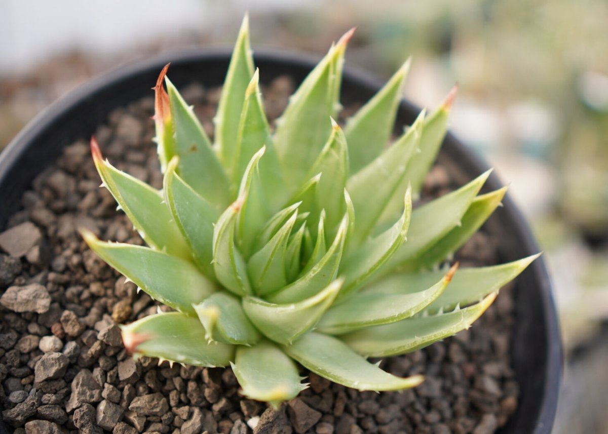 アロエ ポリフィラ No.1 | mana's farm:塊根植物・アガベ・ドライ