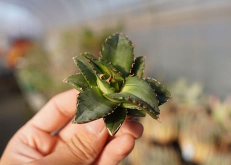 agave titanota ソーラーエクリプス　 NO.5