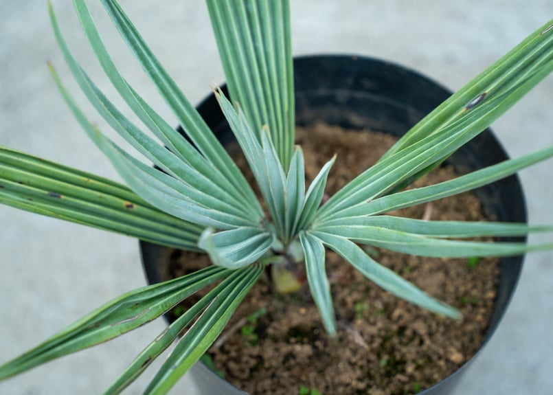 2月入荷 500粒+ ブラヘア アルマータ 種 種子 証明書 2109 2月入荷 500粒+ ブラヘア スーパーシルバー 種 種子 証明書 アルマータ