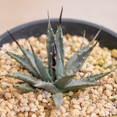 ネバデンシス | STORES