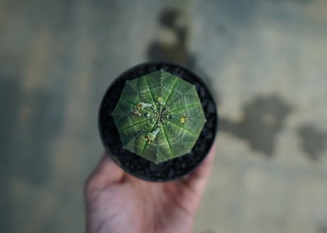 ユーフォルビア　オベサ　Euphorbia obesa