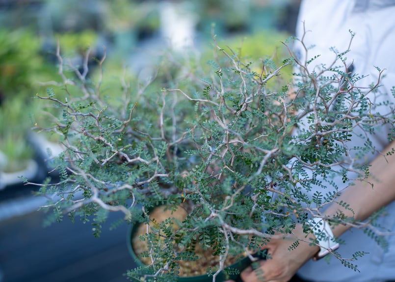 オペルクリカリア パキプス 沖縄実生 | mana's farm:塊根植物・アガベ