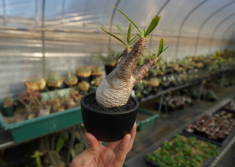 パキポディウム グラキリス Pachypodium Gracilius No.7 | ma