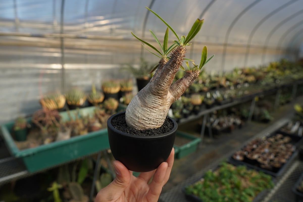 パキポディウム グラキリス Pachypodium Gracilius No.7 | ma