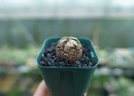 亀甲竜　Dioscorea elephantipes　No.6