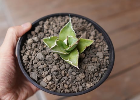 Agave Sowing seeds NO.1