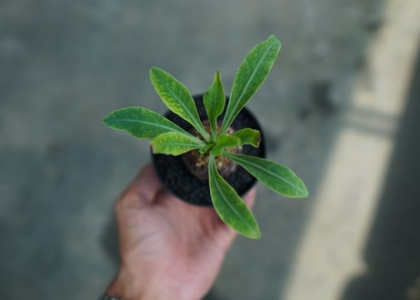 【雌株】ユーフォルビア　鉄甲丸　Euphorbia  bupleurifolia