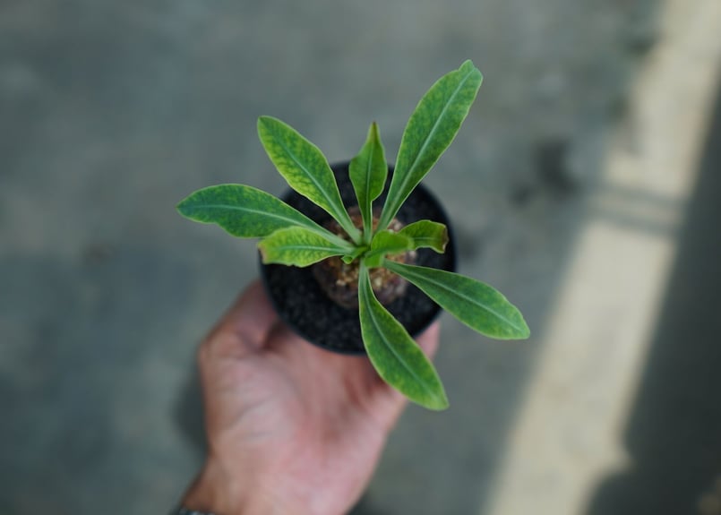 雌株】ユーフォルビア 鉄甲丸 Euphorbia bupleurifolia | mana