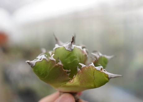 Agave titanota  Crab 螃蟹  NO.2