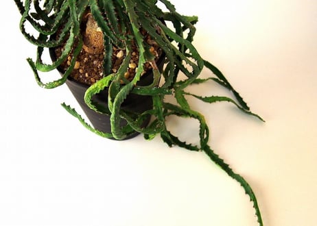 ユーフォルビア ステラータ 飛竜  Euphorbia stellata 12 未発根