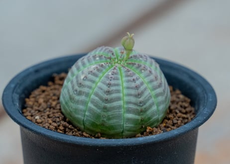 オベサ