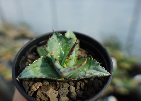 アガベ　チタノタ　ブルー　agave titanota Blue 　No.2