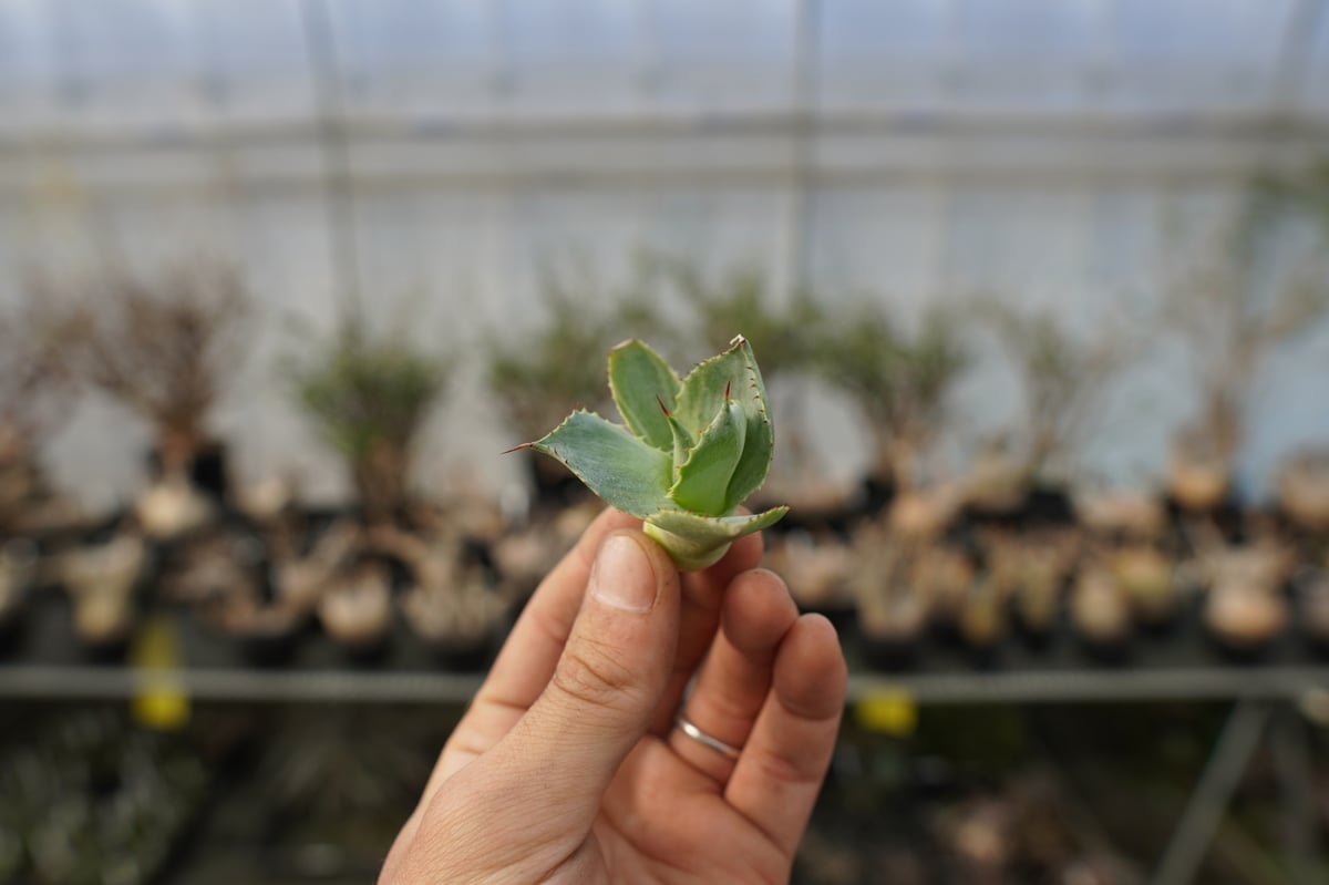 アガベ ポタトラム トレードウィンズ Agave potatorum Tradewinds N