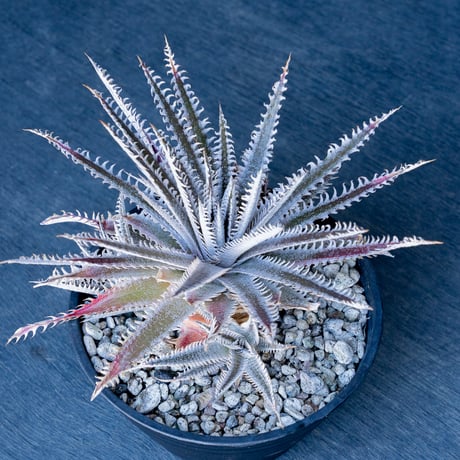 ディッキア | STORES