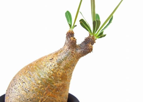 Pachypodium Gracilius パキポディウム  グラキリス  №10 little
