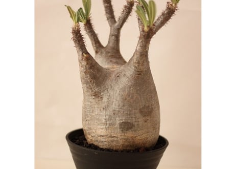 Pachypodium Gracilius パキポディウム  グラキリス  №３
