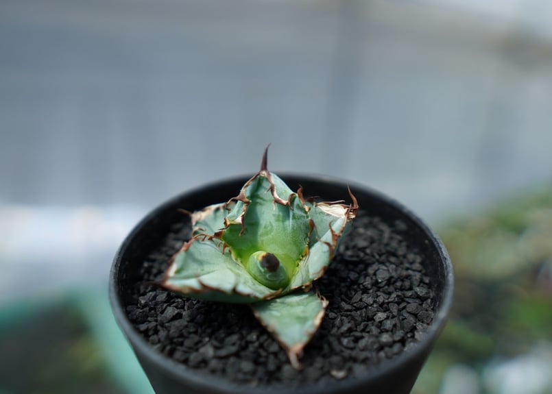 アガベ チタノタ ブラックアンドブルー Agave titanota black and