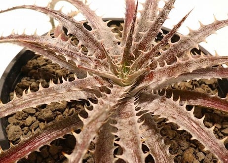 Dyckia delicat GF F1 X (Arizona X ML)