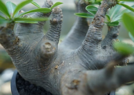 パキポディウム マカイエンセ　Pachypodium makayense　No.1