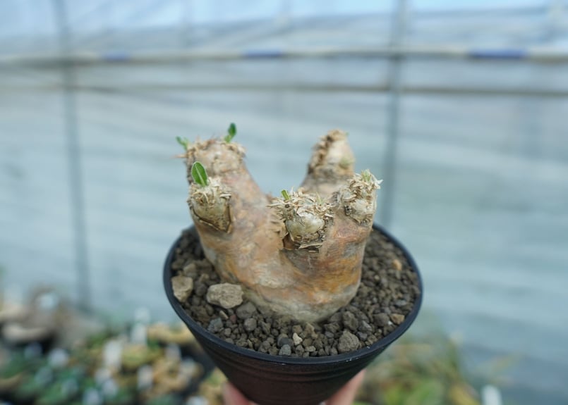 パキポディウム エブレネウム Pachypodium eburneum No.2 | mana
