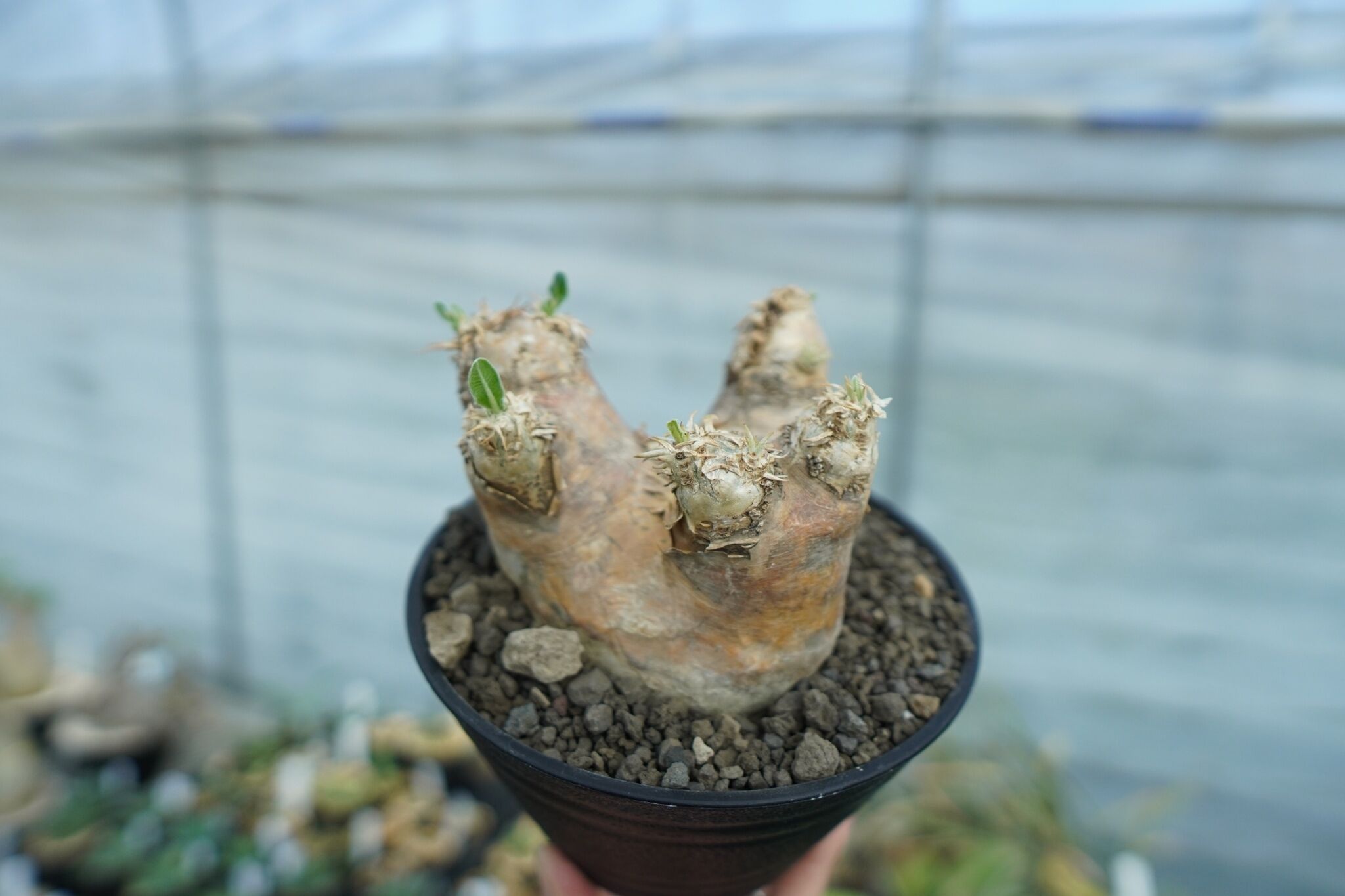 パキポディウム エブレネウム Pachypodium eburneum No.2 | mana