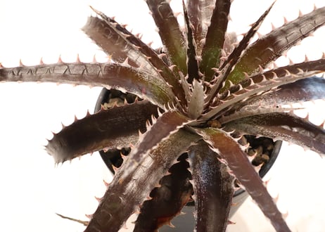 Dyckia Maroon star X HH