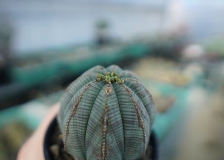ユーフォルビア　オベサ　Euphorbia obesa  E3
