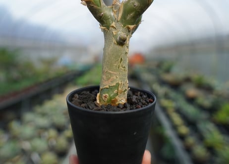 チレコドン　パニキュラータス　Tylecodon paniculatus  No.3