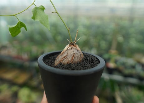 ディオスコレア　シルバティカ　Dioscorea sylvatica No.1