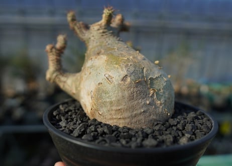 パキポディウム　マカイエンセ　Pachypodium makayense  No.1