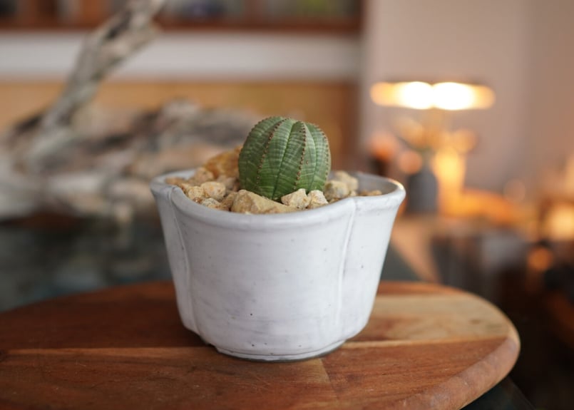 ユーフォルビア オベサ Euphorbia obesa | mana's farm:塊根植物・