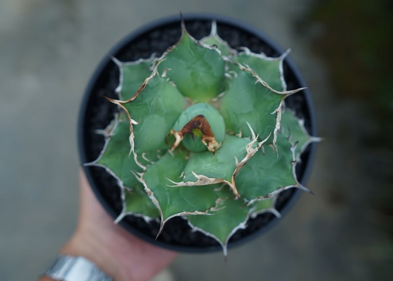 アガベ チタノタ 烈焔 Agave titanota アガベ チタノタ 烈焔 Agave titanota
