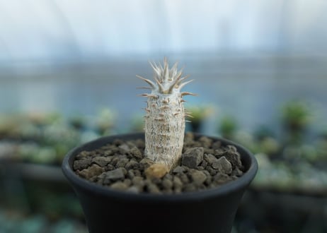パキポディウム　カクチぺス　Pachypodium cactipes  No.2