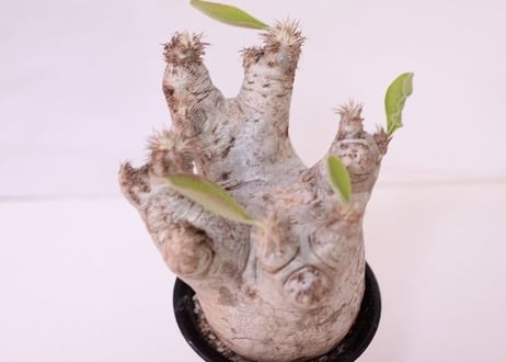 Pachypodium eburneum　パキポディウム　エブレネウム