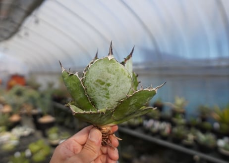 agave titanota ブラック＆ブルー　No.3