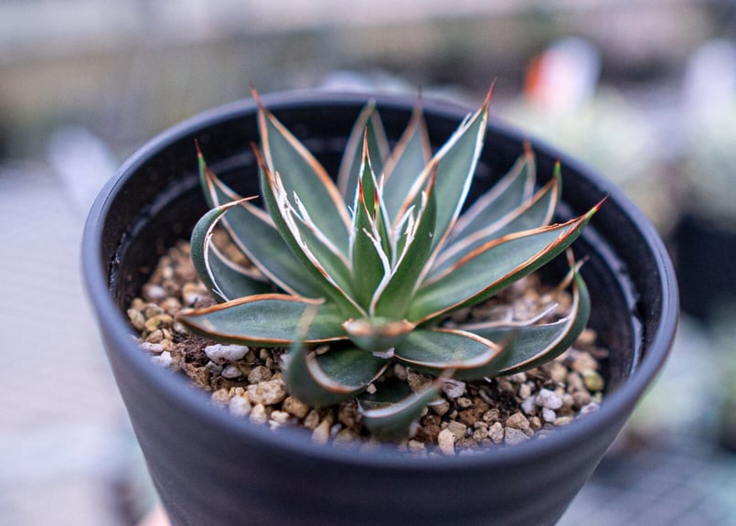 アガベ　アテナータ　ホワイトストライプ　白縞斑　レア　数日限定出品 アガベ アテナータ ホワイトストライプ 白縞斑 レア 数日限定出品