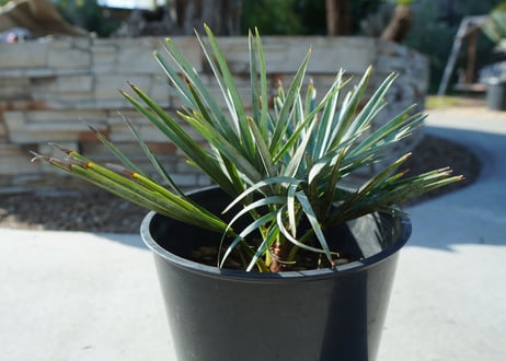 チャメロプス　セリフェラ 　Chamaerops humilis var. Cerifera