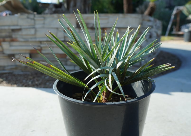チャメロプス セリフェラ Chamaerops humilis var. Cerifera
